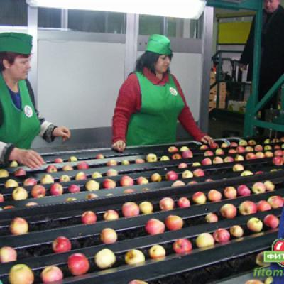 Перед подачей непосредственно на сортировочную линию яблоки проходят предварительную визуальную инспекцию, чтобы исключить попадание гнилых яблок на линию.